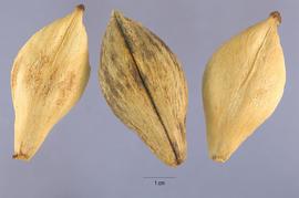   Fruits:   Ochrosia elliptica,  pyrenes; Photo by S. Hurst, USDA-NRCS Plants Database
